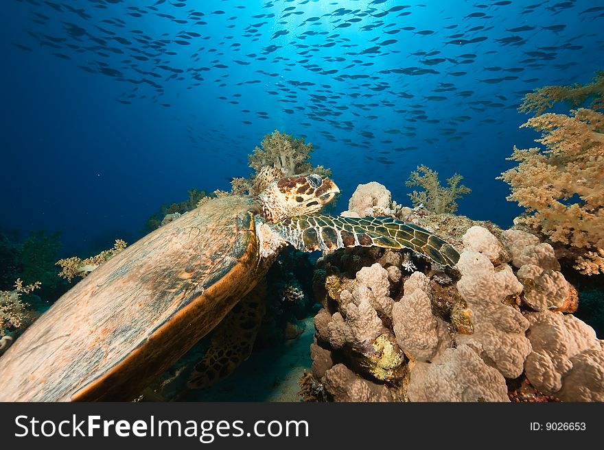 Hawksbill turtle (eretmochelys imbricata) taken in de red sea.