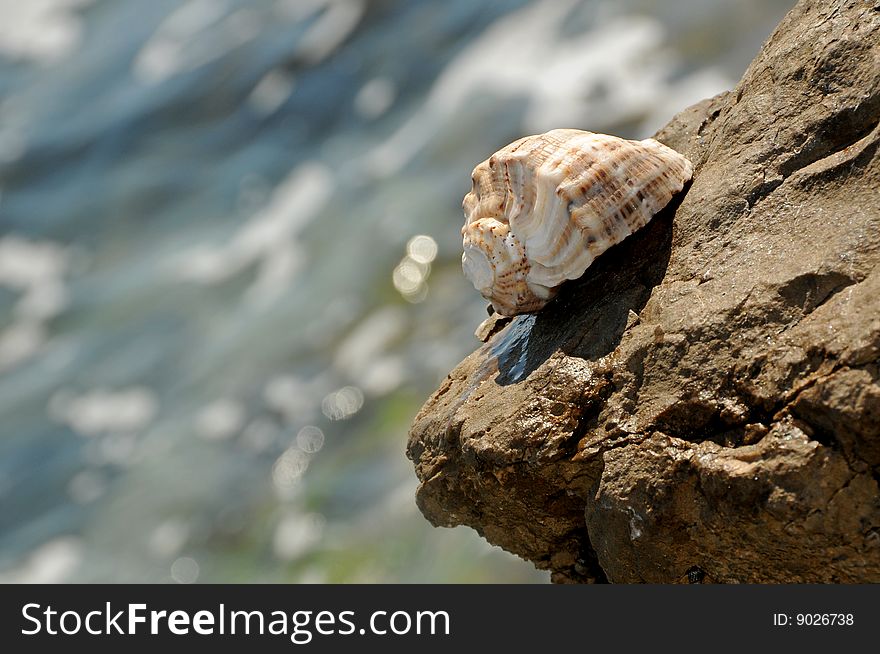 Sea Shell of coast.The mediterranean sea. Israel.