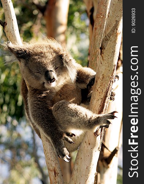 Sleeping Koala on a tree branch.