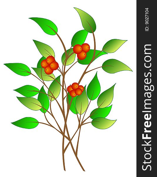 Tree branch with red berries