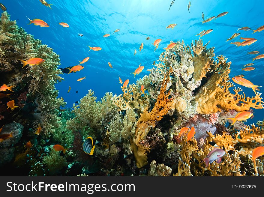 Ocean, coral and fish taken in the red sea.