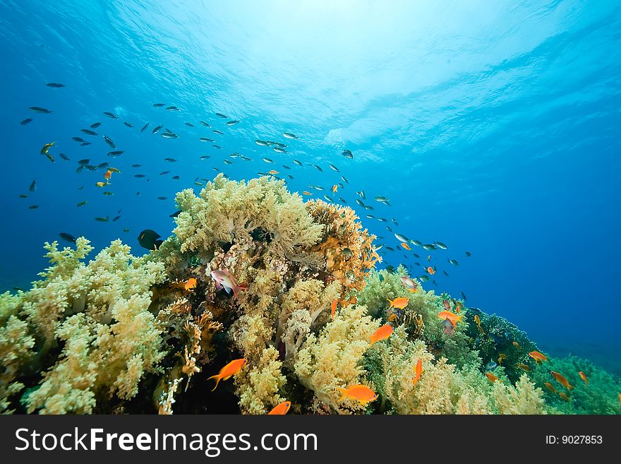 Ocean, coral and fish taken in the red sea.