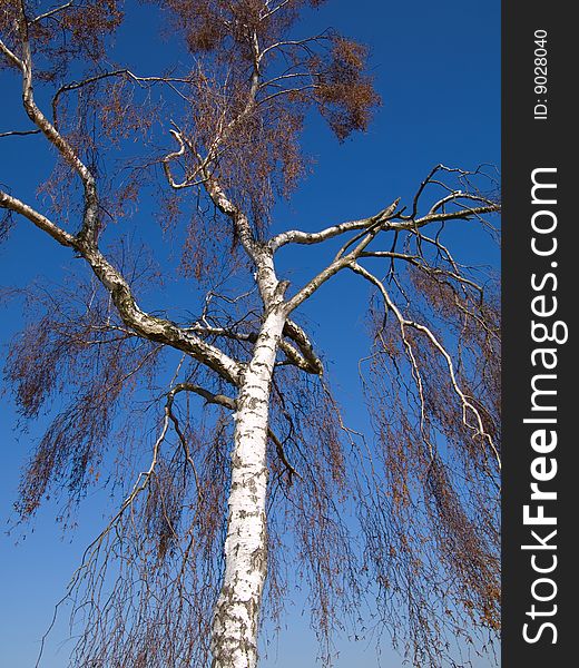 White tree reach into the blue sky above.