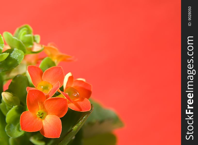 Calandiva flowers on red background (leaf, plant, flower). Calandiva flowers on red background (leaf, plant, flower)