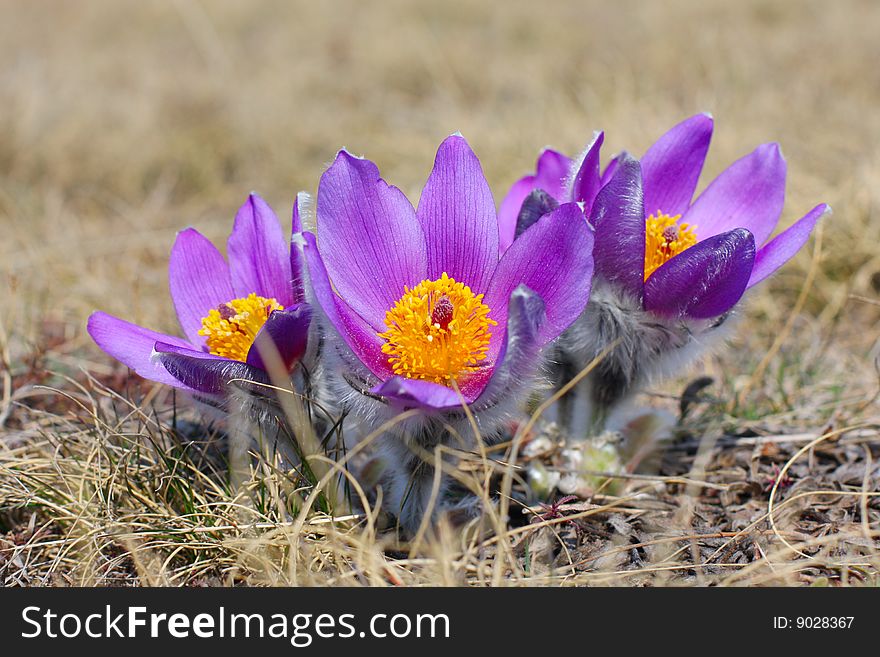 Violet crocus in the mountains