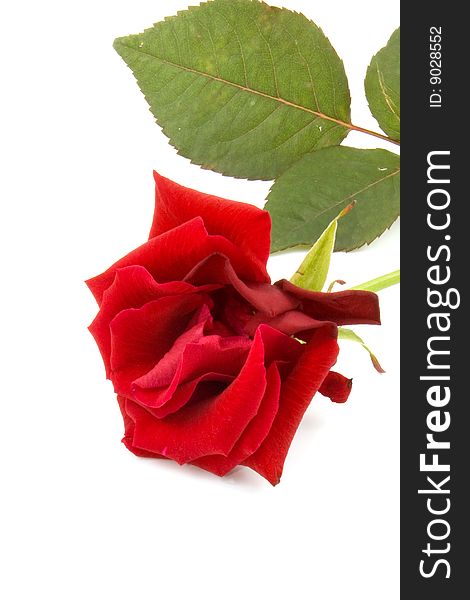 One Red Rose, Isolated On White