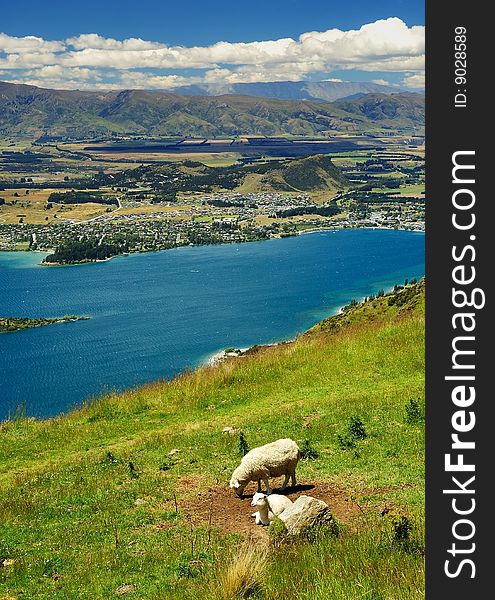 Scenery with sheeps and town Wanaka by lake. New Zealand. Scenery with sheeps and town Wanaka by lake. New Zealand