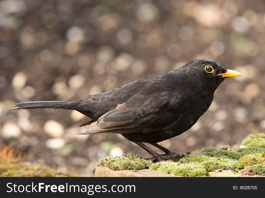 Portrait of a male Blackbird