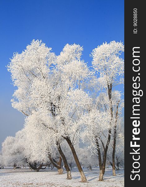 Trees covered with crystal ice in a extreamly cold winter day.