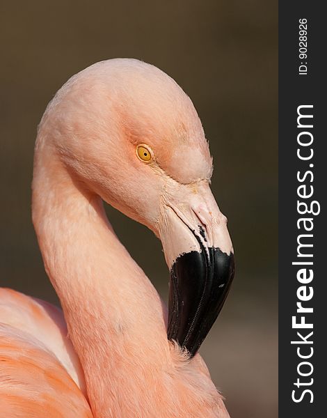 The Detail Of Cuban Flamingo