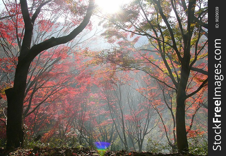 Morning Autumn Leaves