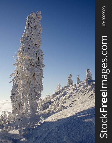 Frozen tree in Beskydy mountains