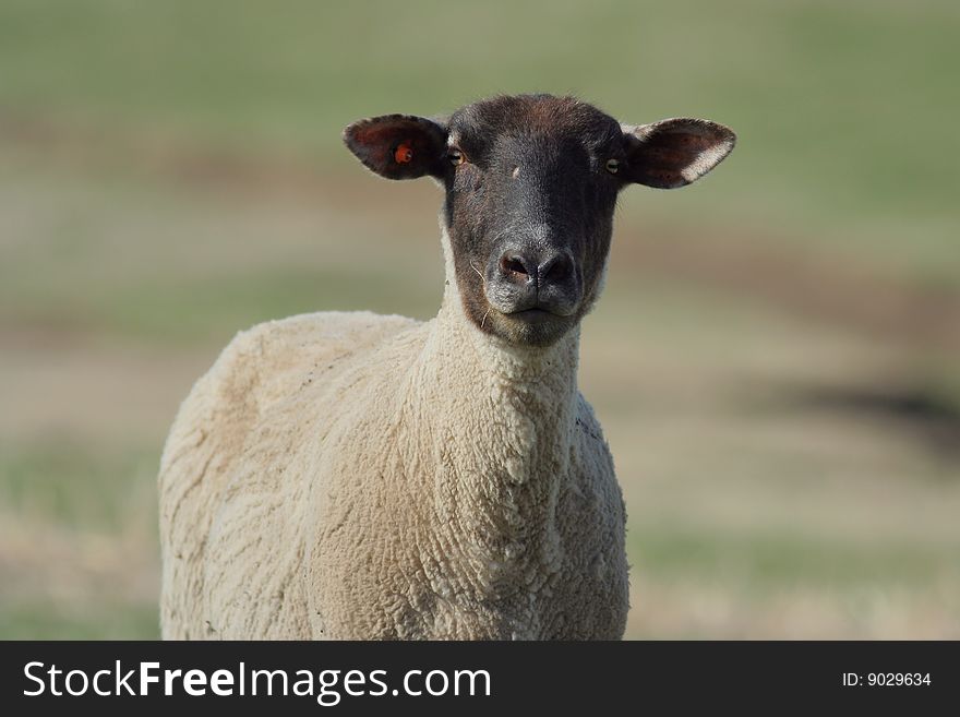 Recently sheared black-faced sheep in spring sunshine