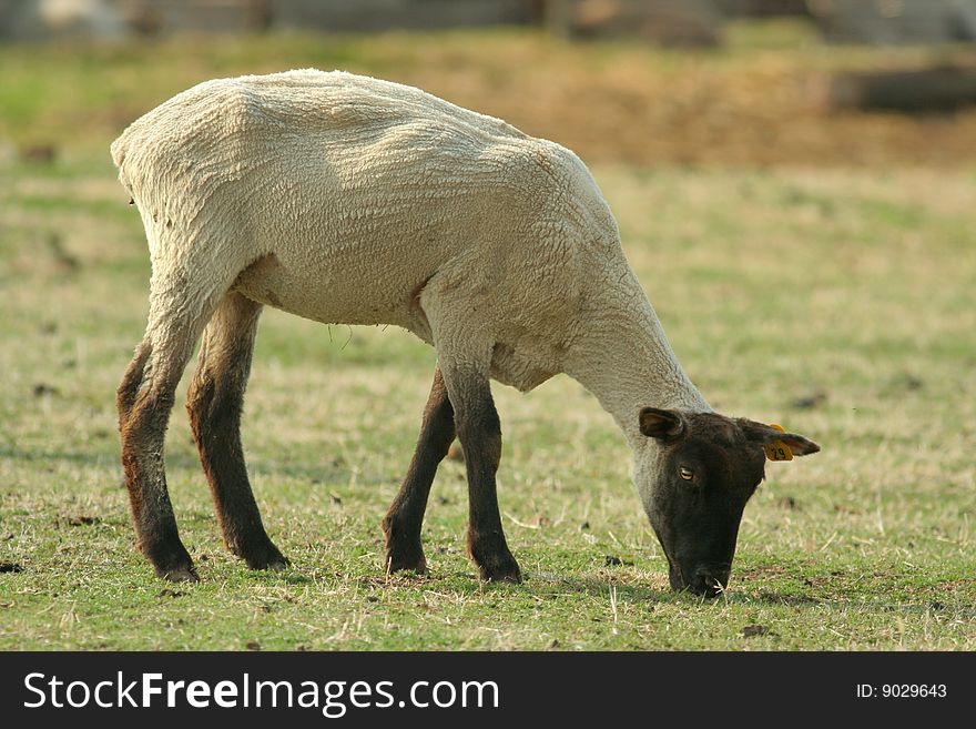 Black-faced sheep eating