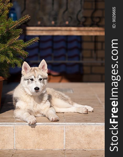 White siberian husky female on the stairs. White siberian husky female on the stairs