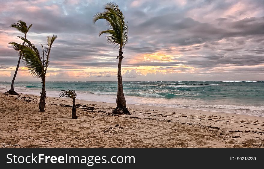 Sea Beside Green Palm Trees