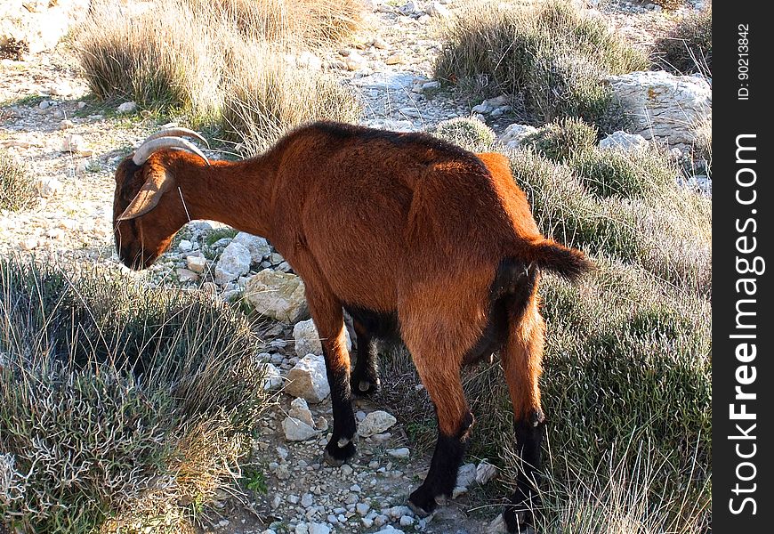 Brown Goat With Horn