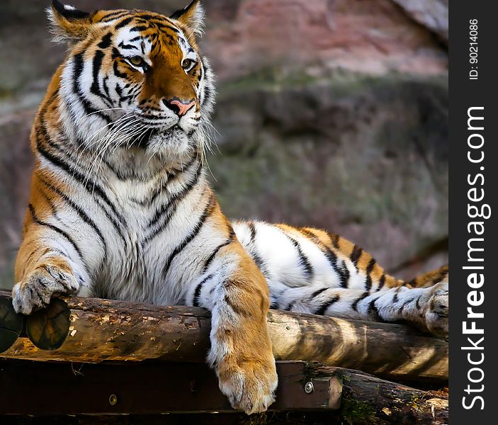 Profile portrait of Bengal tiger lounging in sunshine. Profile portrait of Bengal tiger lounging in sunshine.