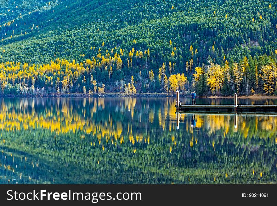 Reflection of Trees in Lake