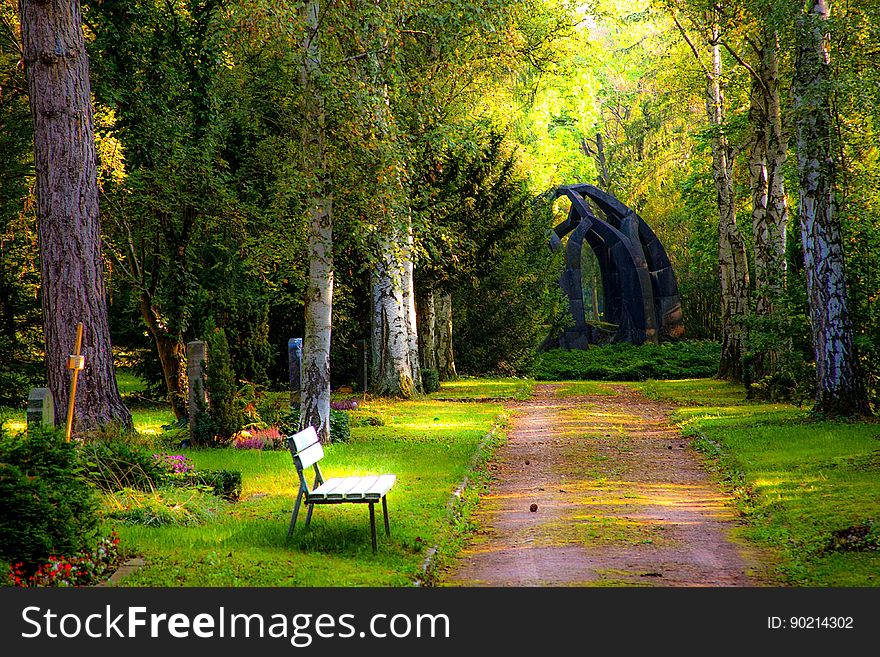 Trees In Park