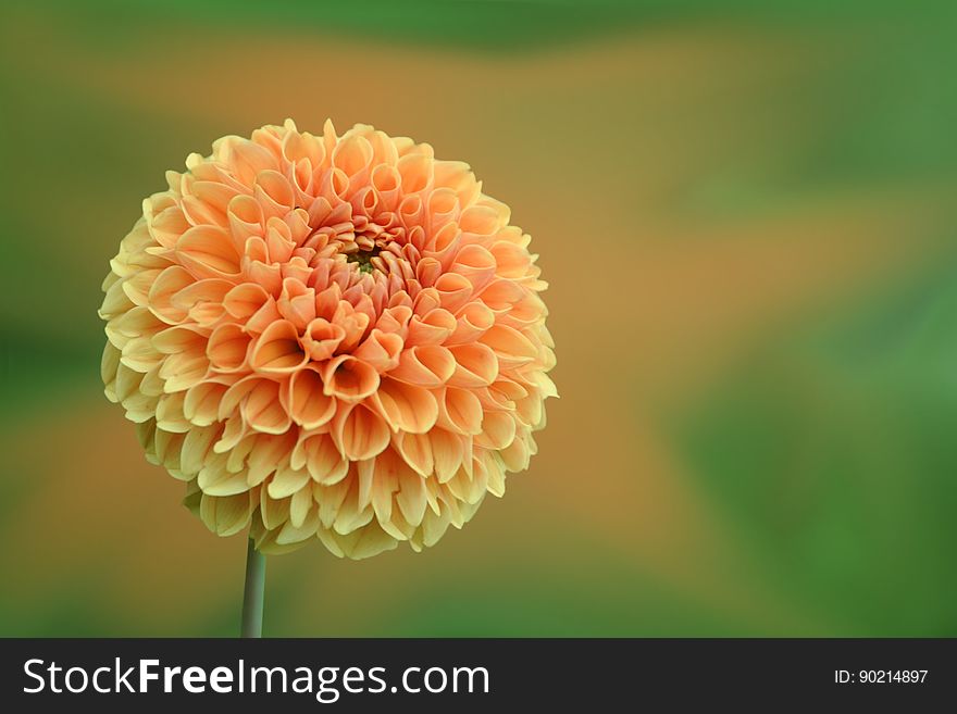 Close-up of Dahlia Blooming Outdoors