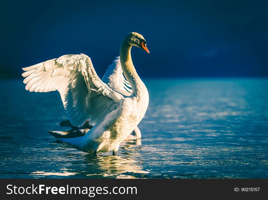 A swan spreading its wings on a lake. A swan spreading its wings on a lake.