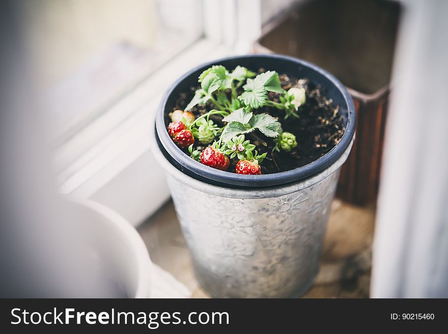 A strawberry plant with fruits growing in a pot. A strawberry plant with fruits growing in a pot.