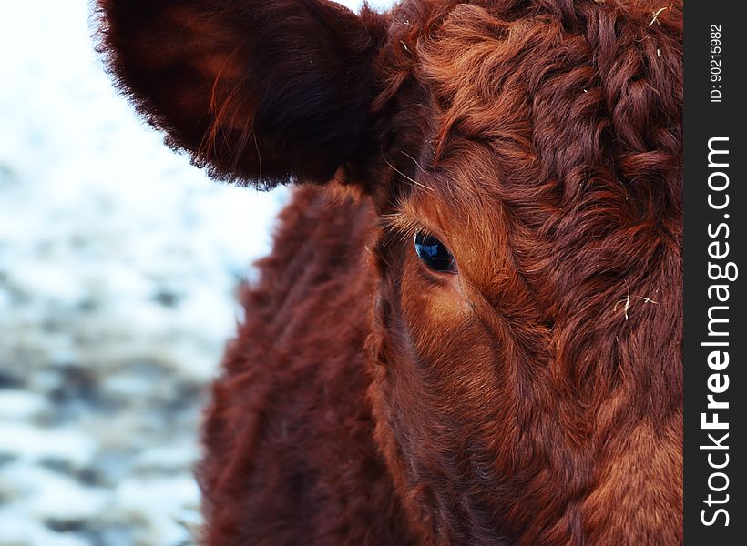 Brown and Red Cattle