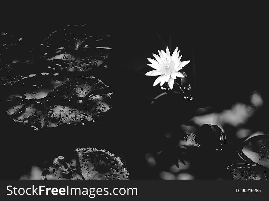 Black, Black And White, Monochrome Photography, Flora