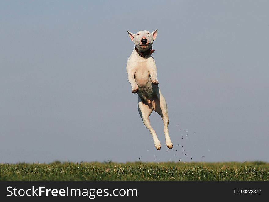 White Dog Terrier Jumping Near Grass Field during Daytime