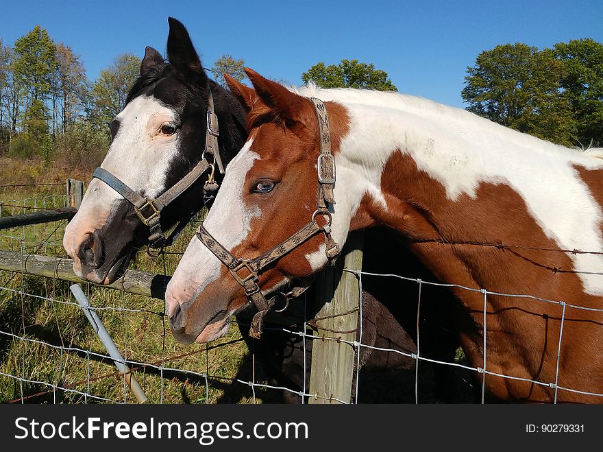 Horses leaning over metal fence standing in paddock on sunny day. Horses leaning over metal fence standing in paddock on sunny day.