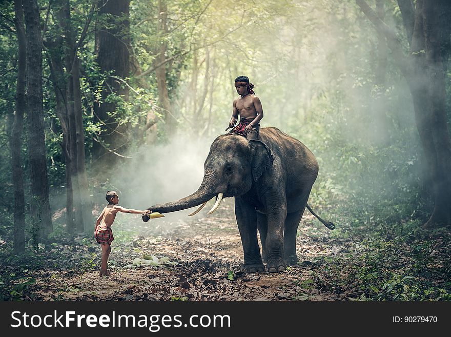 View of Elephant Riding Horse