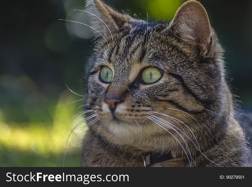 Close-up Portrait Of Cat