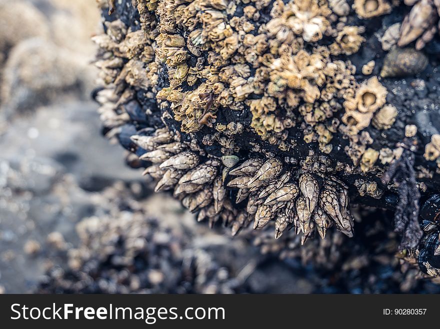 A close up of seashells on a rock. A close up of seashells on a rock.