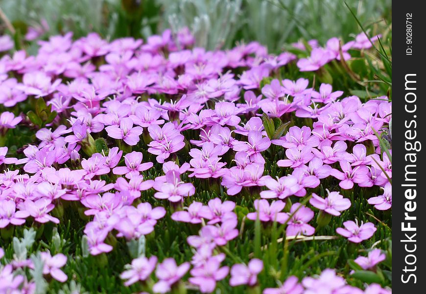 Purple Flower And Green Grass