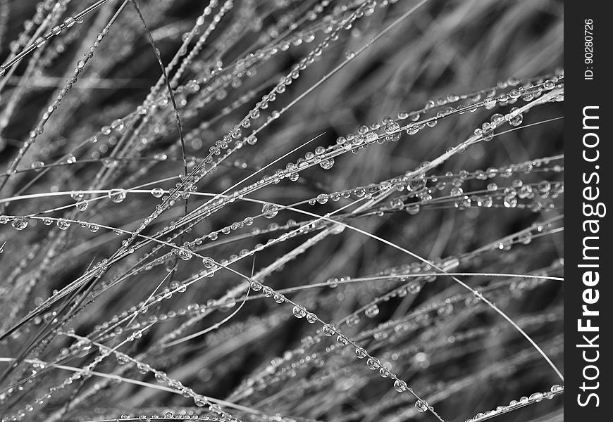 Monochrome view of dew on blades of grass.