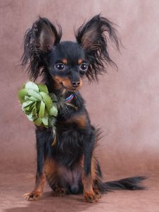 Moscow  Toy Terrier Royalty Free Stock Images