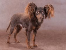 Young  Moscow Toy Terrier Royalty Free Stock Image