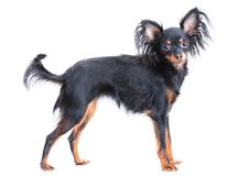 Female Of Moscow  Toy Terrier Stock Photos