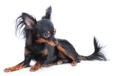 Female Moscow  Toy Terrier Royalty Free Stock Photography