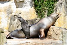 Sea Lion And Cocky Standing Little Baby Stock Photos