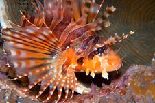 Zebra Lionfish (Dendrochirus Zebra) Royalty Free Stock Photos Zebra Lionfish (Dendrochirus Zebra) Royalty Free Stock Photos