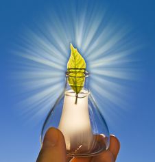 Leaf In Retort Royalty Free Stock Photography Leaf In Retort Royalty Free Stock Photography