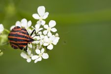 Hemiptera Red Stink Bug In White Flowers Stock Photo Hemiptera Red Stink Bug In White Flowers Stock Photo