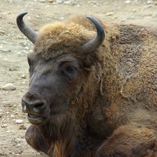 Bison Head Stock Image Bison Head Stock Image