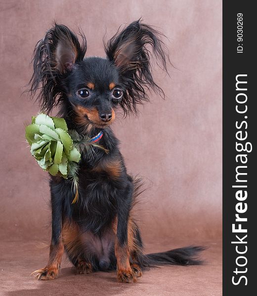 Female of Moscow long-haired  toy terrier seating on brown non-woven background. Female of Moscow long-haired  toy terrier seating on brown non-woven background.