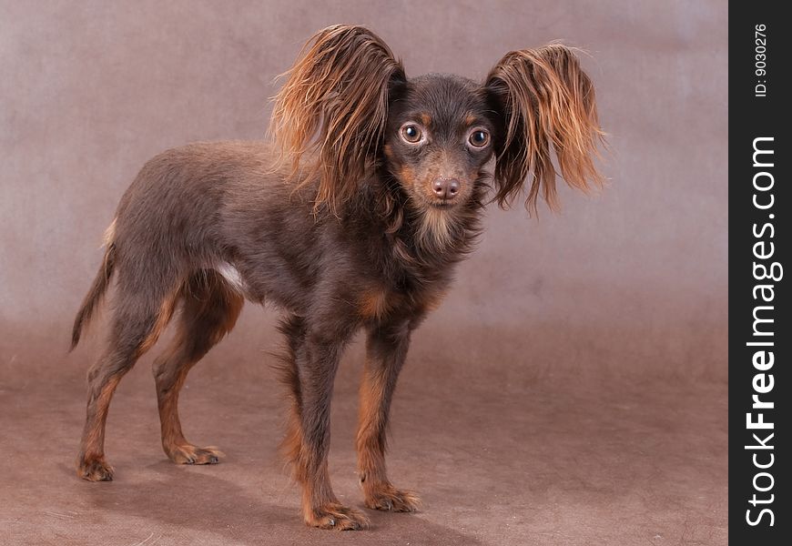 Young pedigree dog of  Moscow long-haired  toy terrier breed on brown background. Young pedigree dog of  Moscow long-haired  toy terrier breed on brown background.