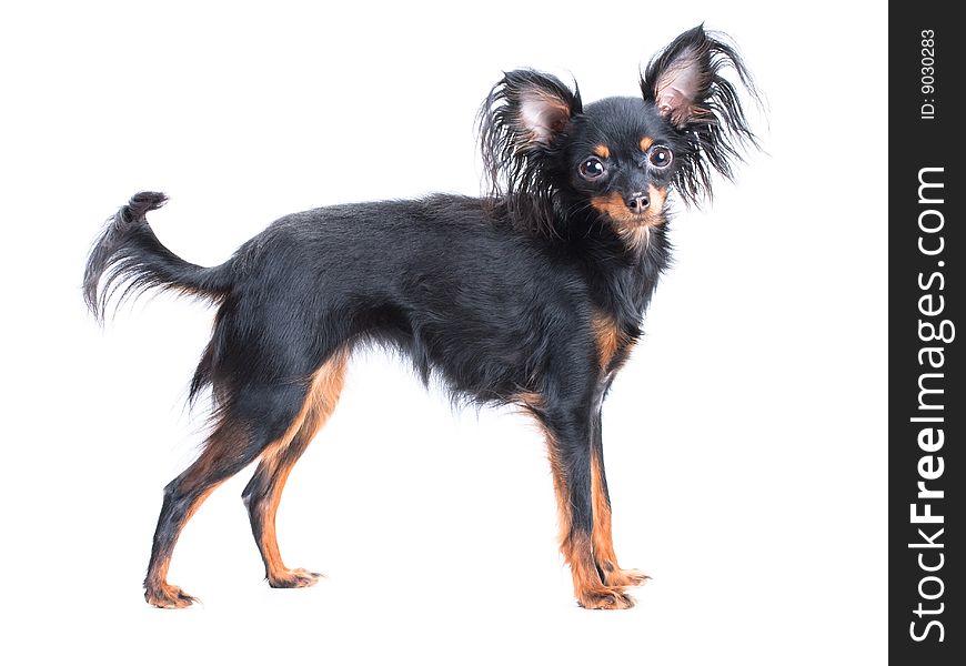 Female of Moscow a long-haired  toy terrier standing on the white background. Female of Moscow a long-haired  toy terrier standing on the white background.