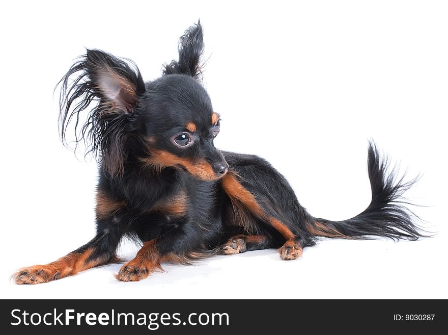 Female of Moscow a long-haired toy terrier lying on the white background. Female of Moscow a long-haired toy terrier lying on the white background.
