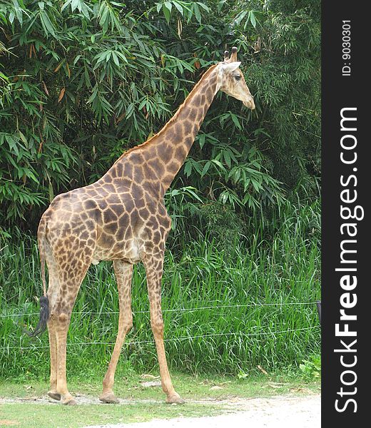 This a photo of a little giraffe. This photo was taken in a safari park in China.